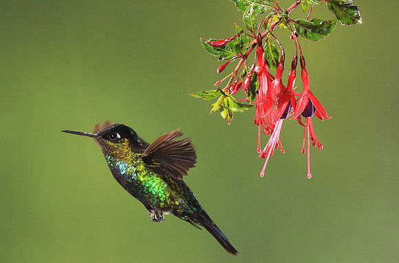 Fiery throated colibri