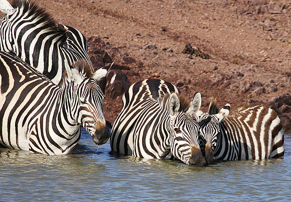 Serengeti - Grumeti Private Reserve
