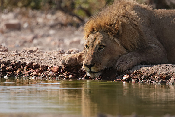 Ongava Private Reserve