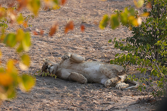 Ongava Private Reserve