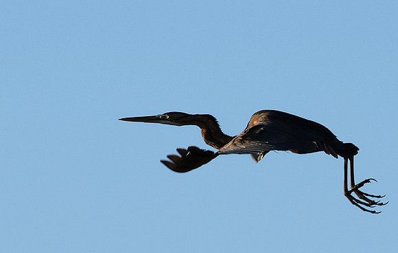 African darter - Delta of Okavango