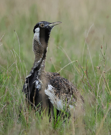 Black-bellied bustard - Borana