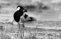 Blacksmith lapwing - Onguma Private reserve