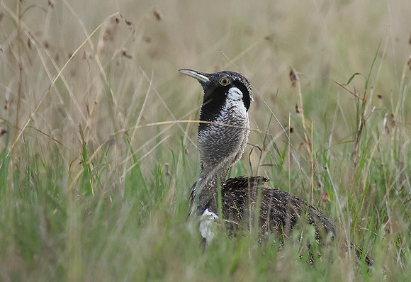 Black-bellied bustard - Borana