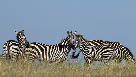 Serengeti - Grumeti Private Reserve