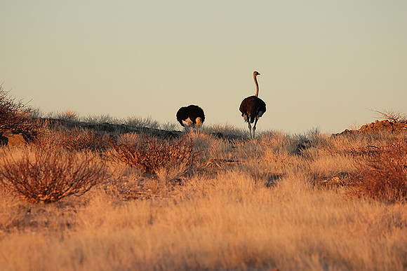Damaraland