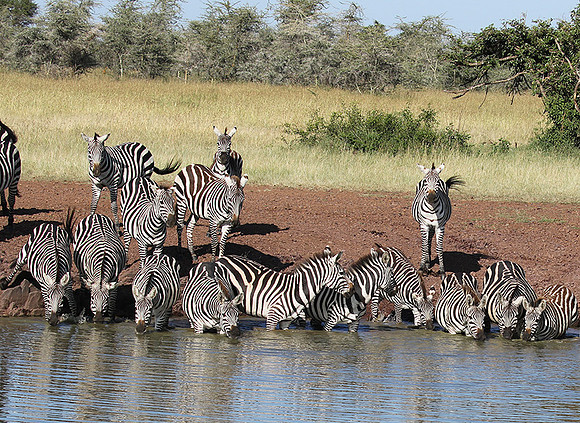 Serengeti - Grumeti Private Reserve