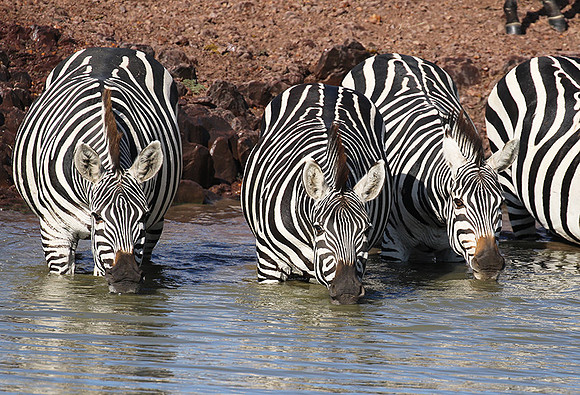 Serengeti - Grumeti Private Reserve