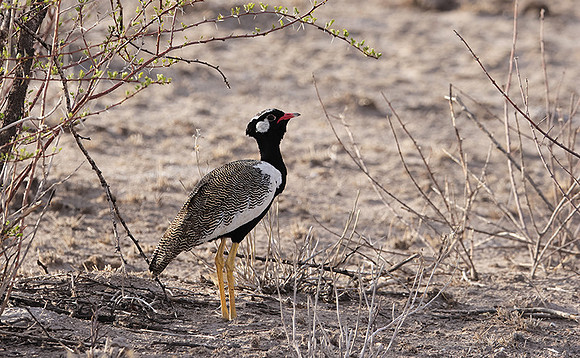 Northern black korhaan - Tau Pan