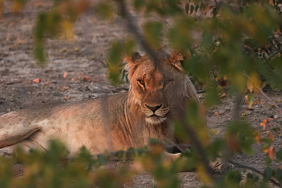 Ongava Private Reserve