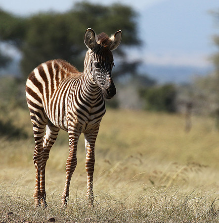 Serengeti - Grumeti Private Reserve