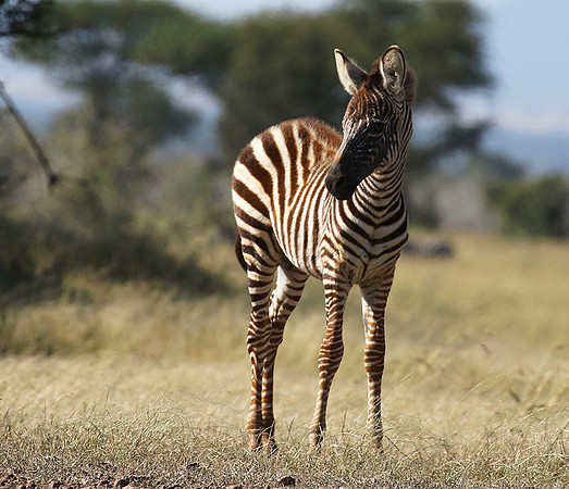 Serengeti - Grumeti Private Reserve