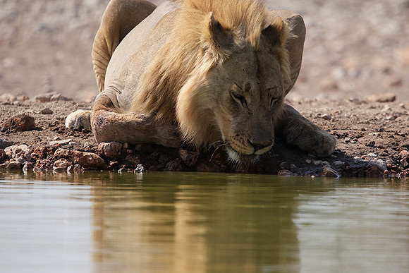 Ongava Private Reserve