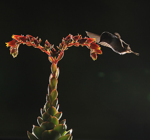 Volcano humming bird
