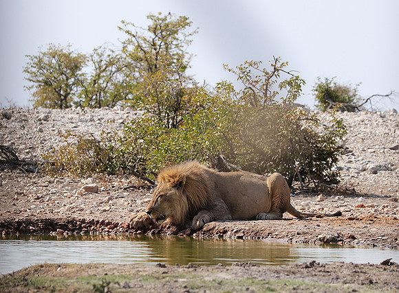 Ongava Private Reserve