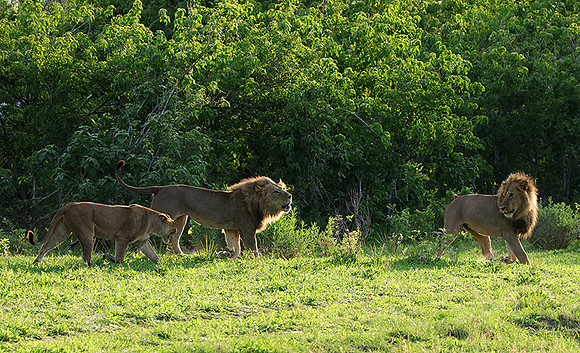 Delta of Okavango