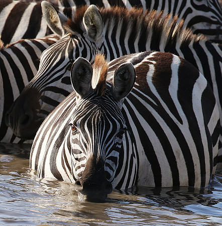 Serengeti - Grumeti Private Reserve