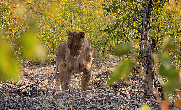 Ongava Private Reserve