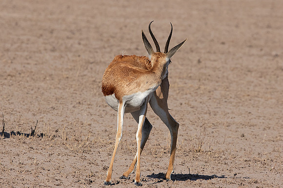 Nxai Pan