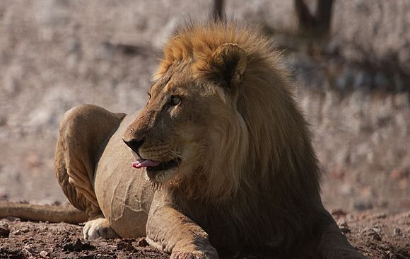 Ongava Private Reserve