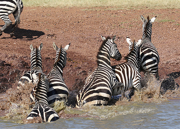 Serengeti - Grumeti Private Reserve