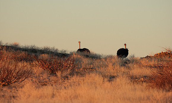 Damaraland