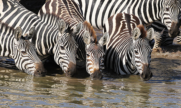 Serengeti - Grumeti Private Reserve