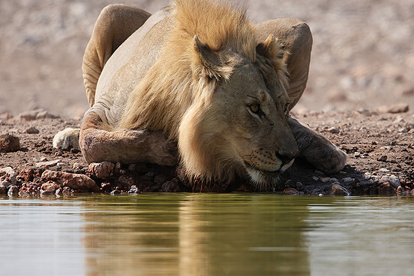Ongava Private Reserve