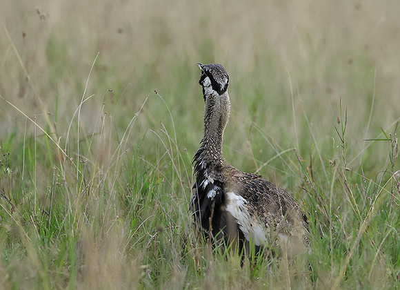 Black-bellied bustard - Borana