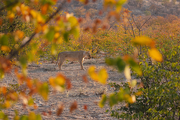 Ongava Private Reserve