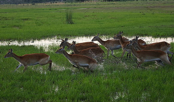 Delta of okavango