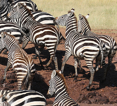Serengeti - Grumeti Private Reserve