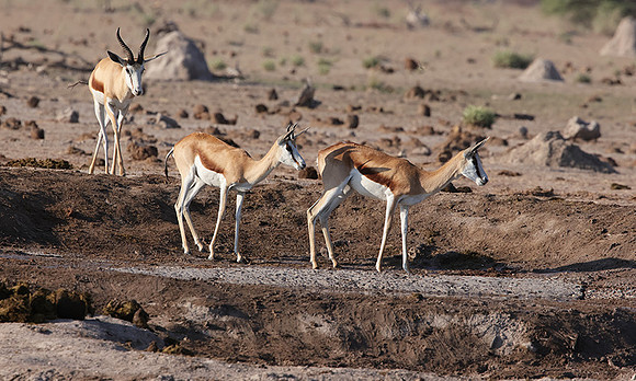 Nxai Pan