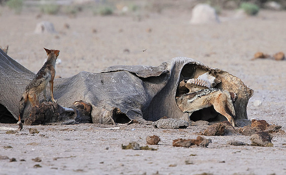 Black-backed jackal - Nxai Pan