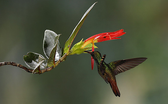 Rufus-tailed
