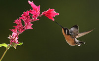 Purple-throated mountain gem
