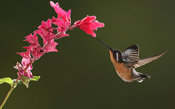 Purple-throated mountain gem