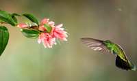 Lesser violetear