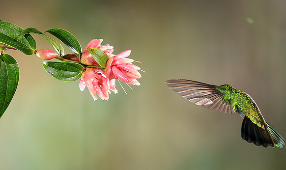 Lesser violetear