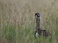 Black-bellied bustard - Borana