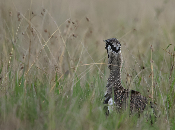 Black-bellied bustard - Borana