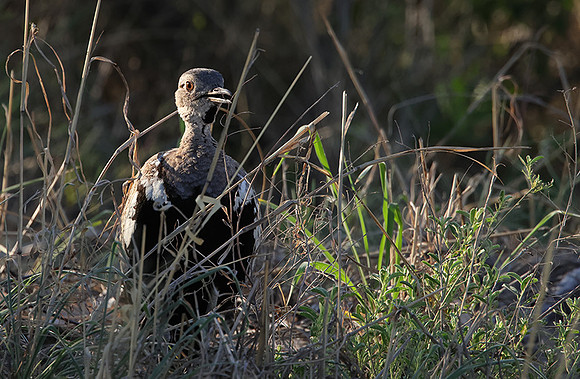Red-crested korhaan - Nxai Pan