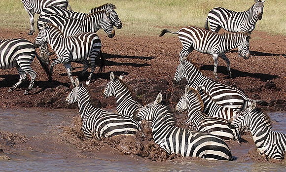 Serengeti - Grumeti Private Reserve