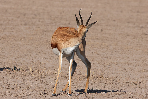 Nxai Pan
