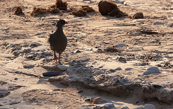 Red-billed spurfowl - Hoanib river bed