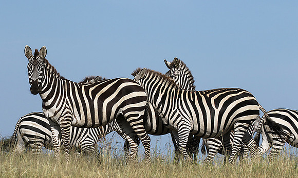 Serengeti - Grumeti Private Reserve