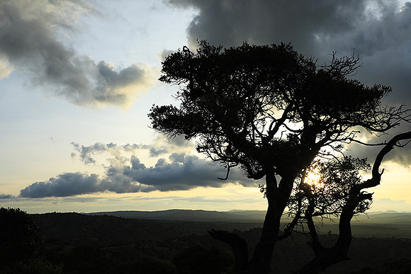 Sunset - Borana