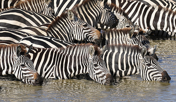 Serengeti - Grumeti Private Reserve