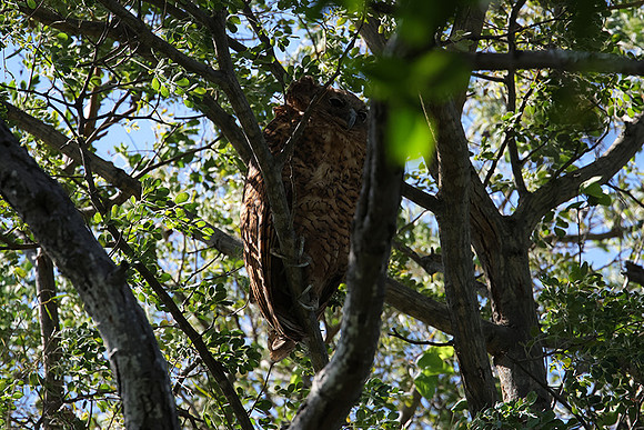 Pel's fishing owl - Delta of Okavango