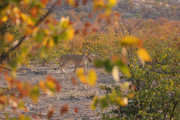 Ongava Private Reserve